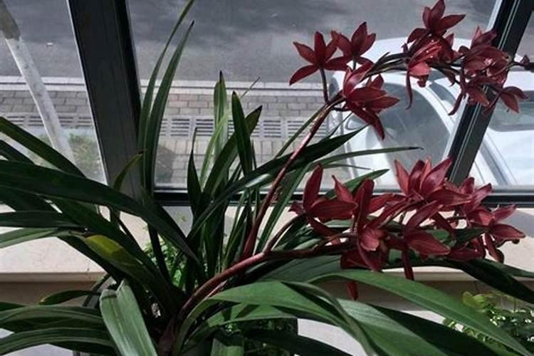 小白菜追肥使用什么肥料好？水溶肥有推荐的吗