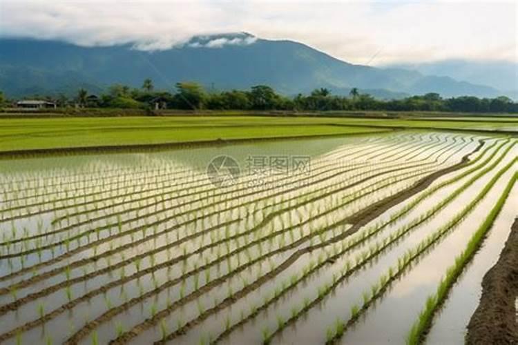 水稻一般施几次肥