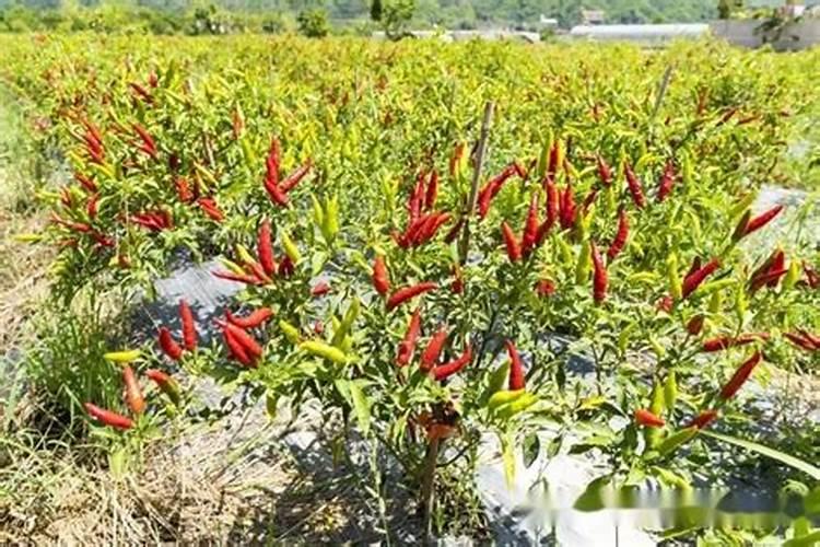 花生麸发酵越久越好吗