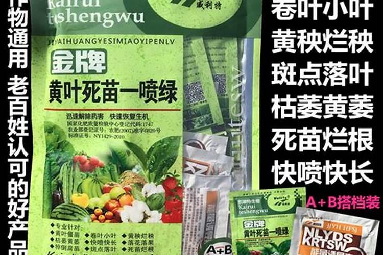 怎么能让香菜快速变绿发亮？生长的更好一些