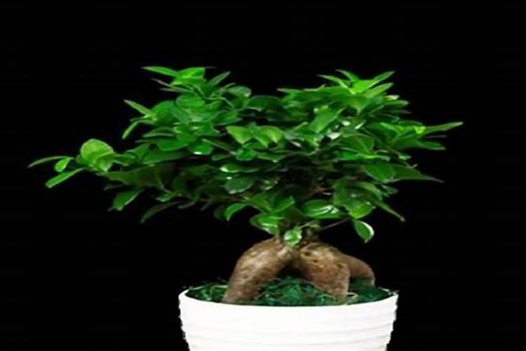 种植莴笋需谨记,怎样才不会烂茎干呢？