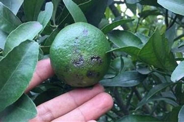 天津市场上七水硫酸锌的含量一般处于什么范围？