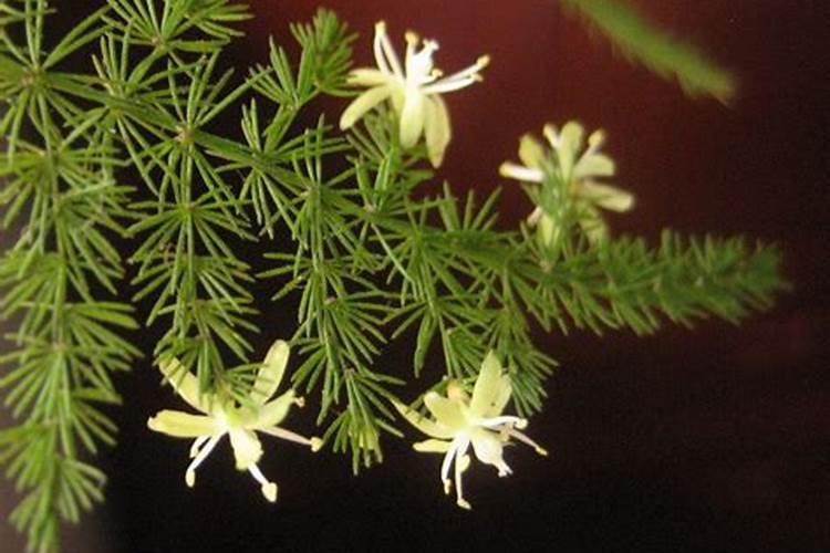 种植马铃薯需要在什么时候施肥