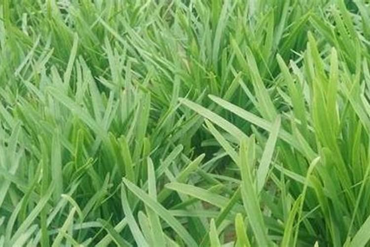自家种韭菜需要什么肥料