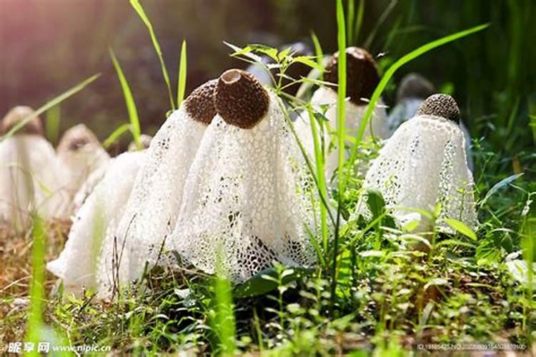 花生的种植成本