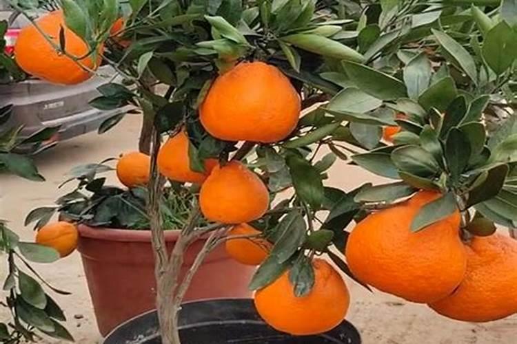 无花果树施什么肥料最好