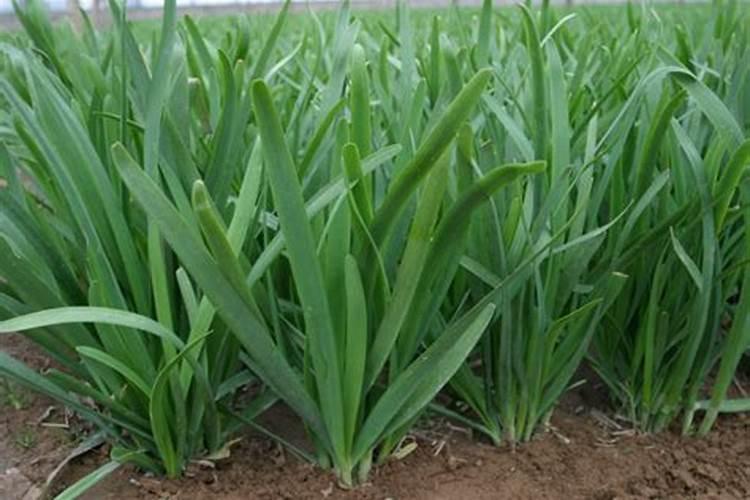 韭菜底肥施什么肥料