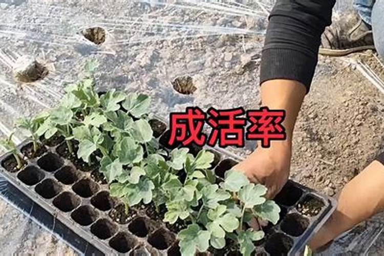槟榔苗种多久可以施生根水种肥料？