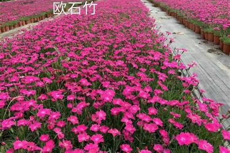 石竹怎么养家庭养法