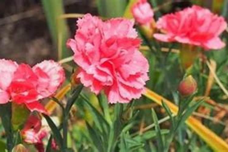 石竹施什么肥最好