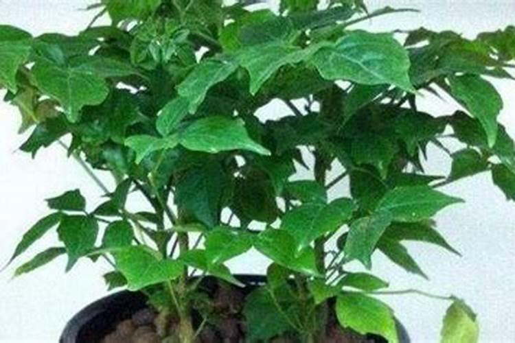 泥炭土和腐叶土可以参一起养君子兰吗？