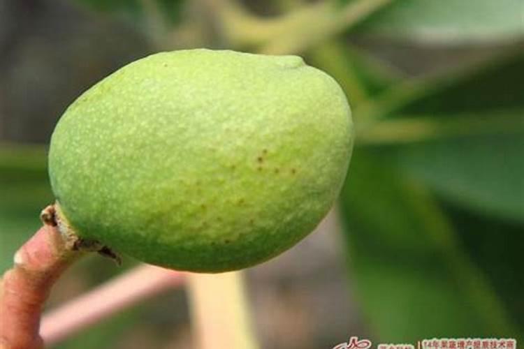 生姜用什么肥料才高产 附施肥方法