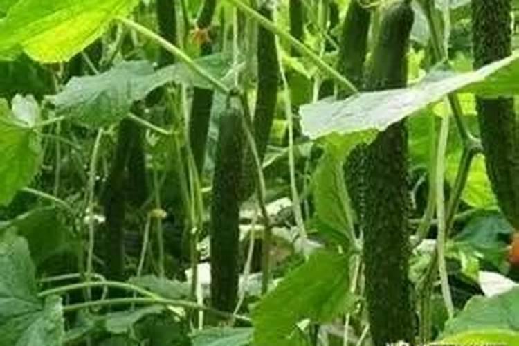 兔子粪便可以当肥料吗