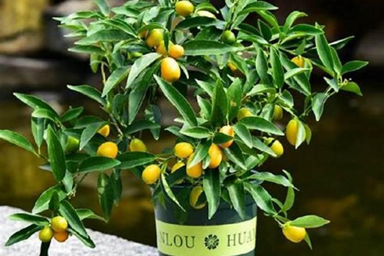 硫酸钾型复合肥可以用于蛏塘里肥水用吗