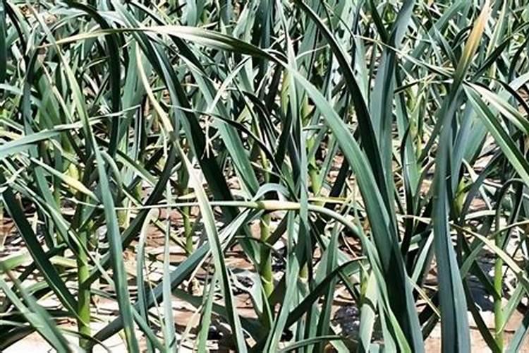 蓝花土瓜特征描述