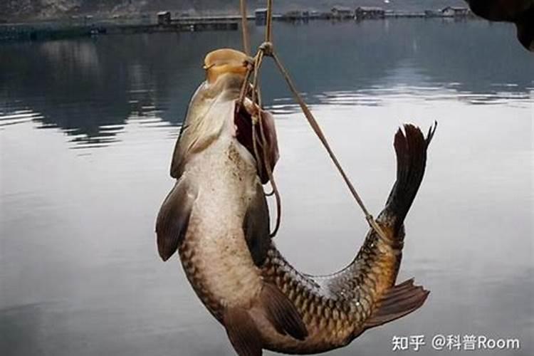 栗子怎么种植方法