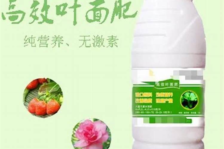西红柿用什么肥料最好