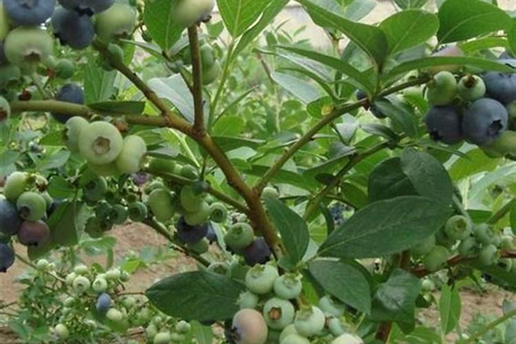 水稻病害有哪些