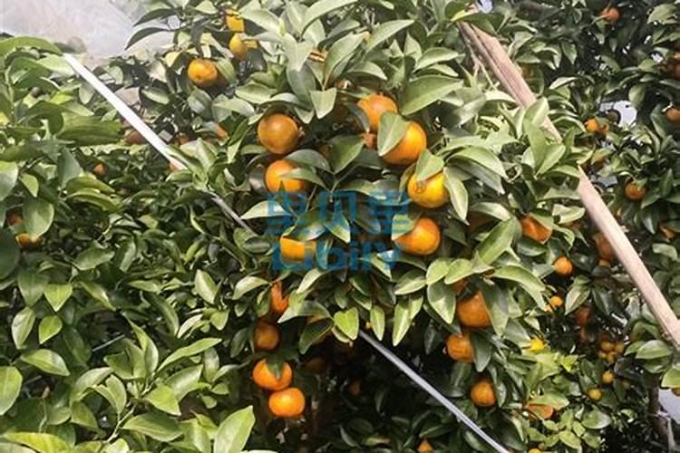 赤霉素920的使用技巧