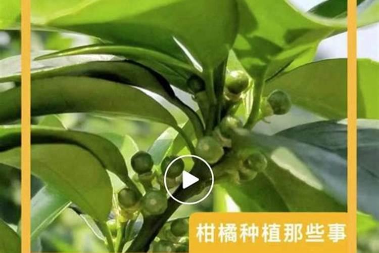 柑橘苗叶面肥施药方法 柑橘专用叶面肥应该如何施用