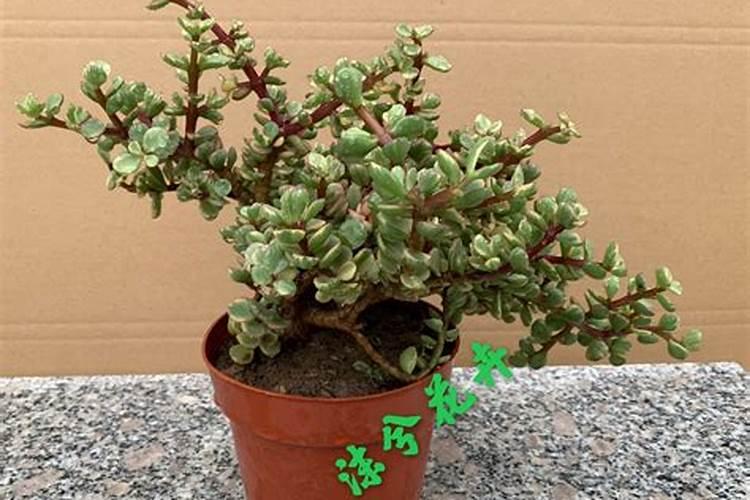 韭菜用什么肥料