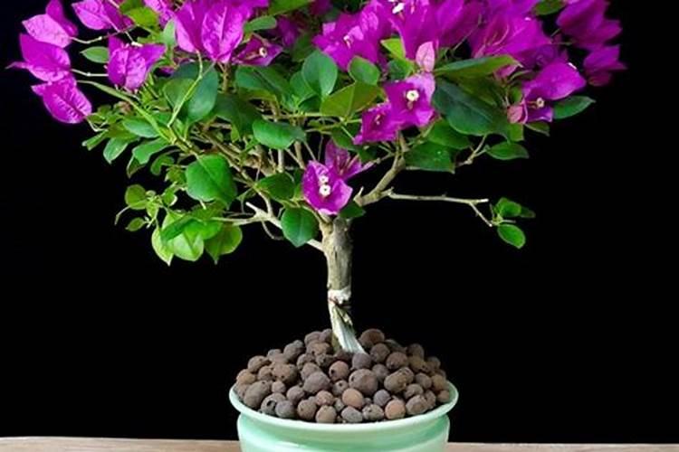 乐源能量王600毫升的饮料多钱一瓶啊？