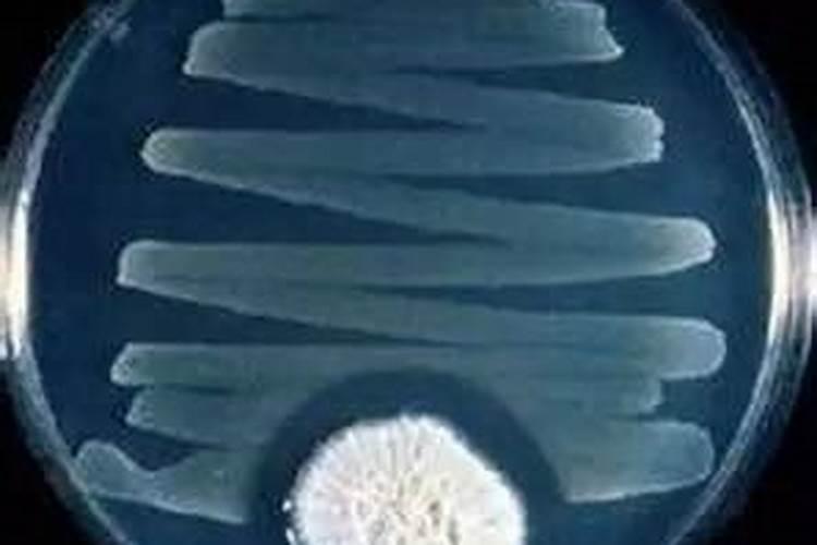 PJFWL肥料中微量元素检测仪 单质中微肥含量测定仪