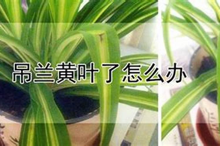 蓝色复合肥的主要成分