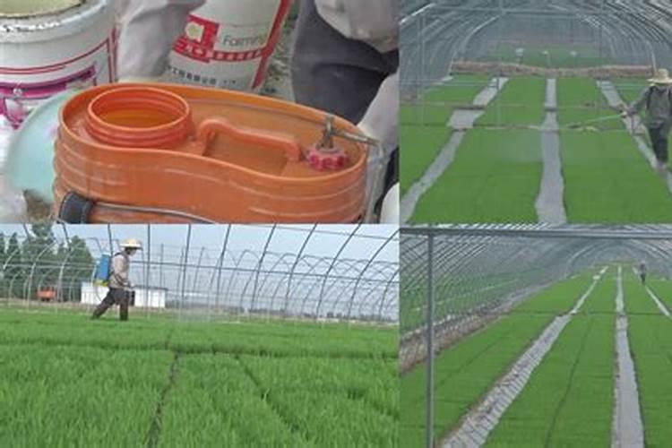 效果好的水溶肥是哪家