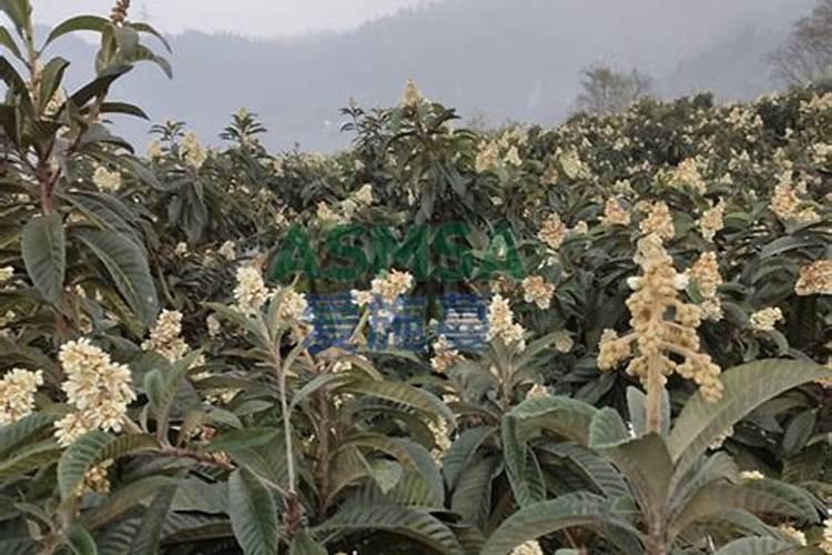 花生高产施肥配方