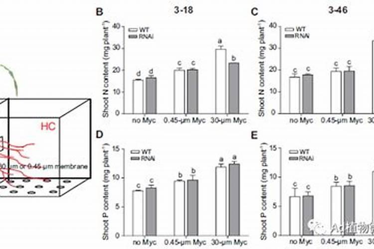 玉米一次性施肥氮磷钾怎么配合