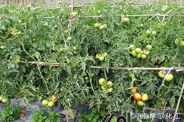 怎么保护富贵竹过冬,富贵竹如何过冬不死