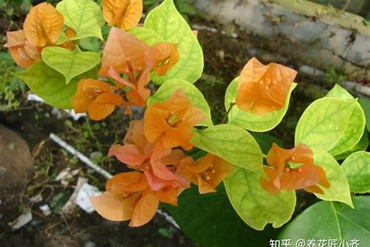 草缸工具鱼虾大盘点,除藻、除螺、除油膜它们很出色