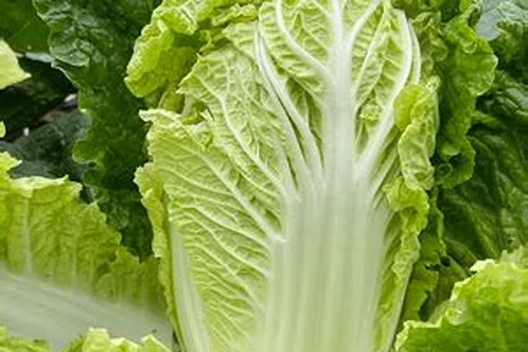 魔芋的生长特性有哪些？