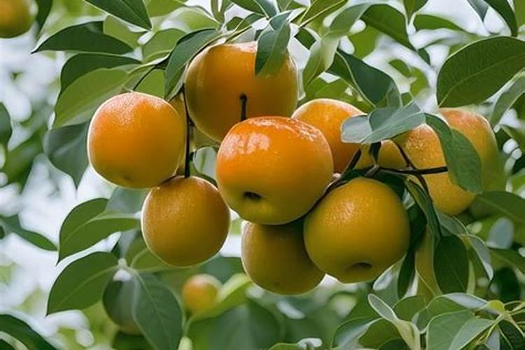 给小果树施肥选择什么肥料比较合适
