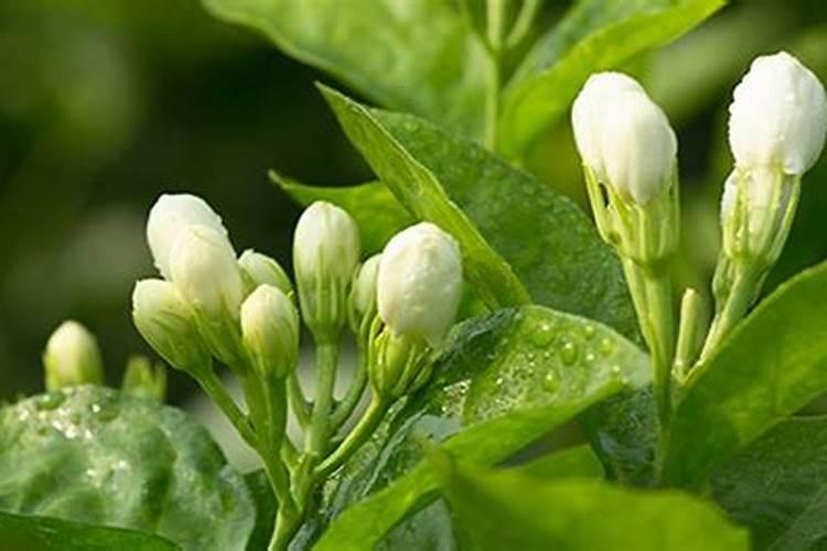 茉莉花怎么养才茂盛