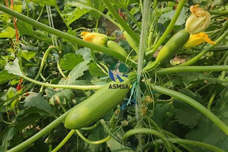 南瓜施什么肥料可以增加甜度
