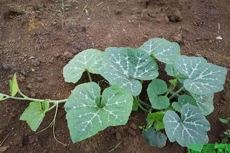 南瓜化瓜很常见,有什么办法能防治南瓜化瓜？