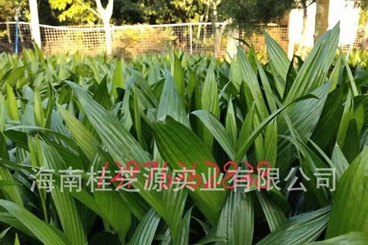 成年槟榔怎样施水肥？
