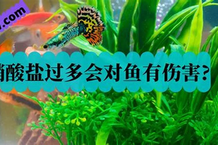 槟榔树怎么种植(详解槟榔树的栽培技术)