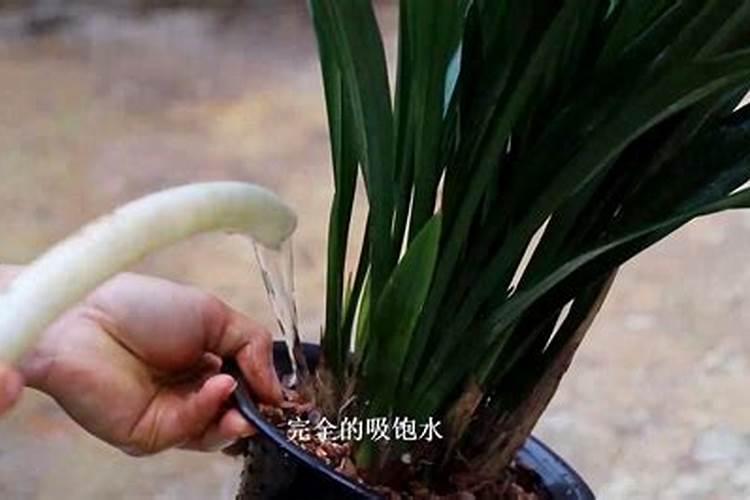 兰花如何浇水和防虫长势才更旺