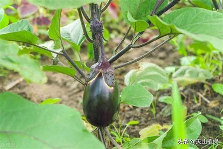 西瓜重茬栽培应注意哪些问题