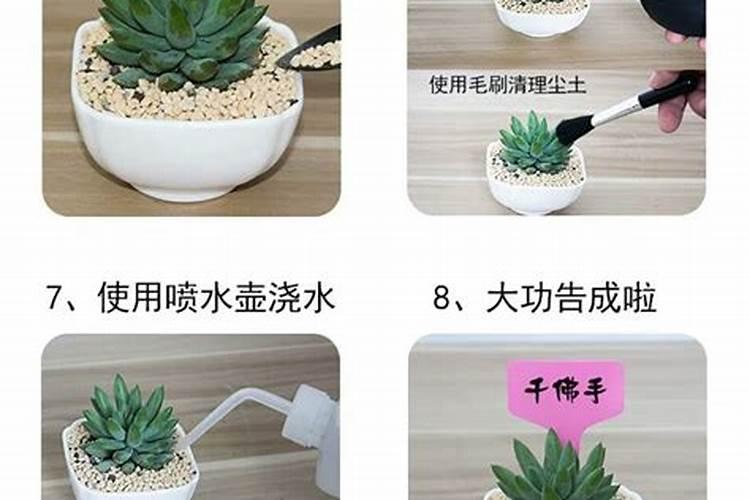 多肉植物种植技术——玉露