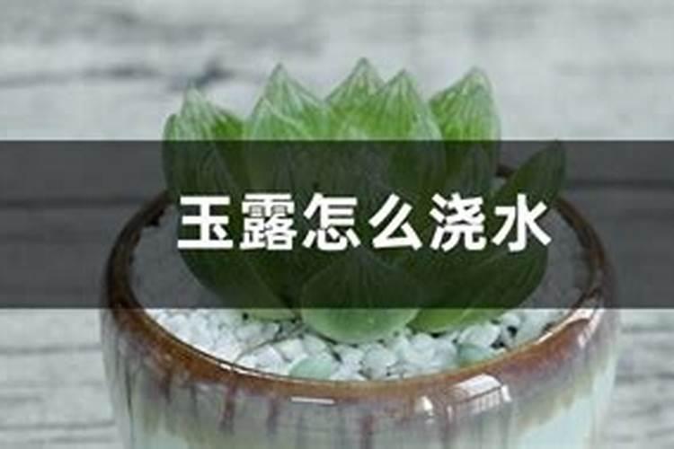 什么什么玉露