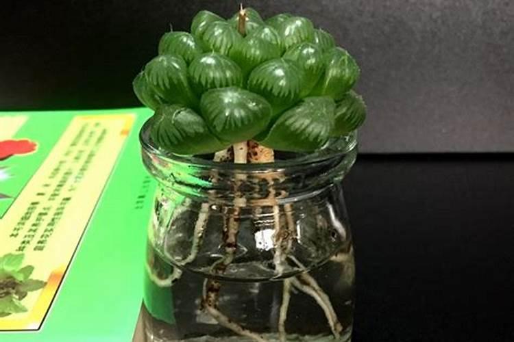 玉露是什么植物