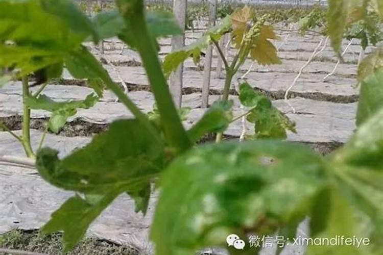 意大利生菜的田间管理