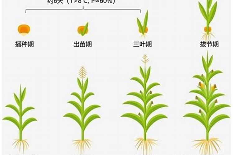 浇盐水会使树木烂根吗？