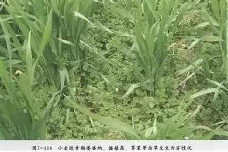 冬小麦在出穗时底部发黄,枝叶卷适合施什么肥料？