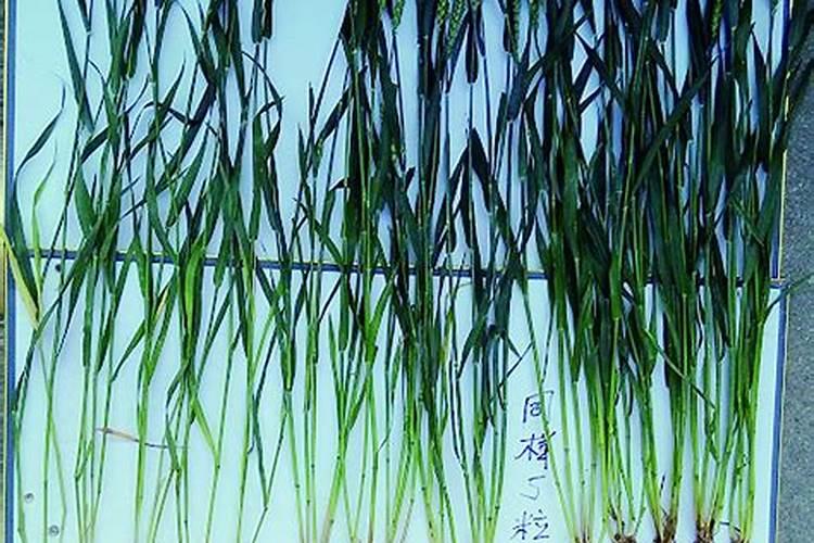 绿化麦冬栽植技巧