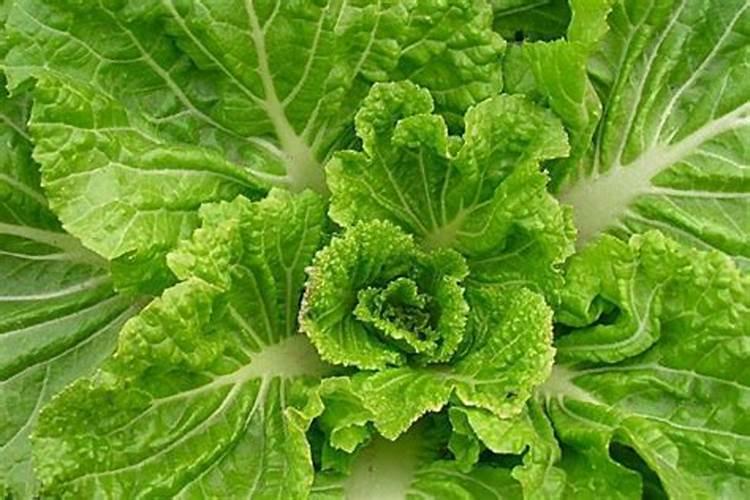 圣约翰草的作用和适宜人群